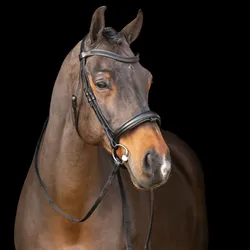 Imperial Riding Trensenzaum Englisches Reithalfter black-black mit Strass Stirnriemen, Größe: Full