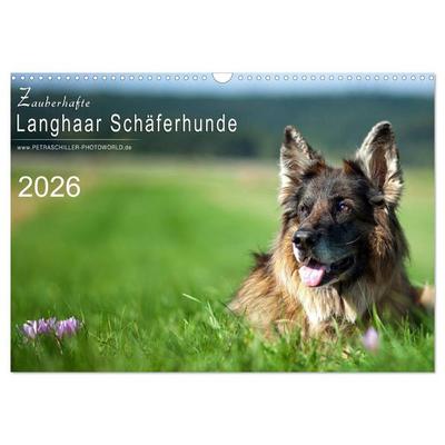 Zauberhafte Langhaar Schäferhunde (Wandkalender 2026 DIN A3 quer), CALVENDO Monatskalender