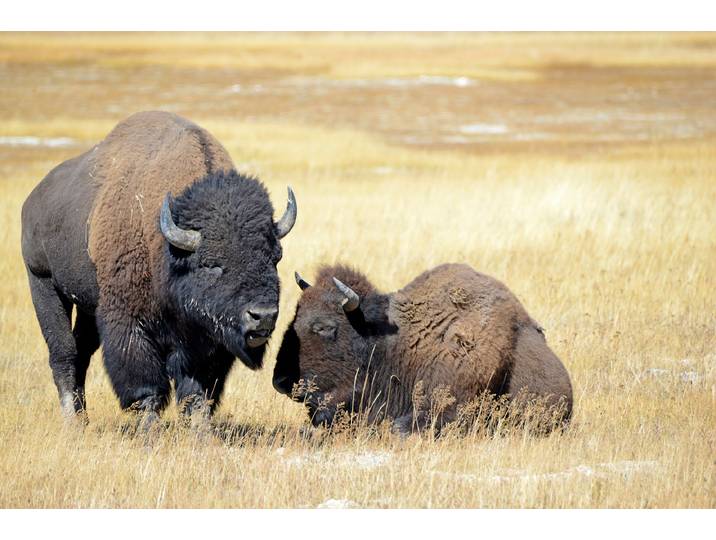 Fototapete PAPERMOON BISONS WILD WEST , bunt, B:2m L:1,49m, Vlies, Tapeten, Fototapete