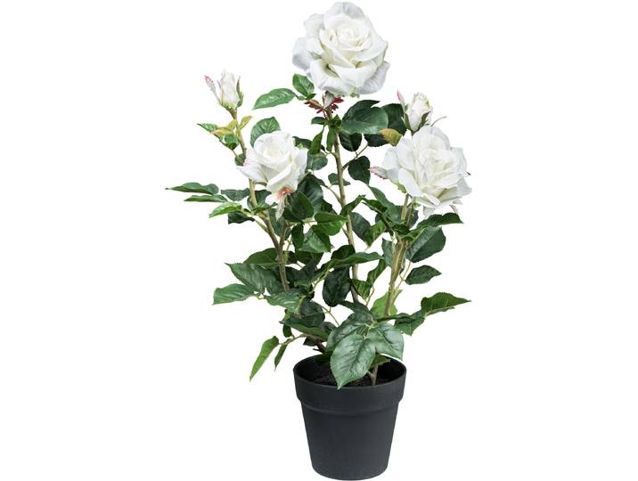Kunstblume CREATIV GREEN Rosenbusch , weiß, H:58cm, Kunstpflanzen, Kunstblume, mit 3 Blüten und 2 Knospen