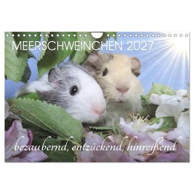 Meerschweinchen 2027 - bezaubernd, hinreißend, entzückend (Wandkalender 2027 DIN A4 quer), CALVENDO Monatskalender