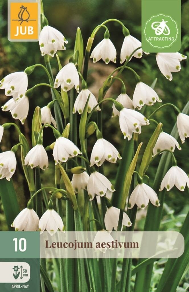 Jub Leucojum aestivum 10 bollen