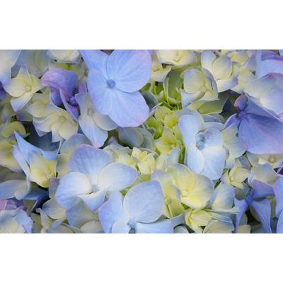 Fototapete PAPERMOON "HORTENSIE-BLÜTE-BLUMEN PFLANZEN NATUR MUSTER DEKOR", bunt, B:4m L:2,6m, Vlies, Tapeten