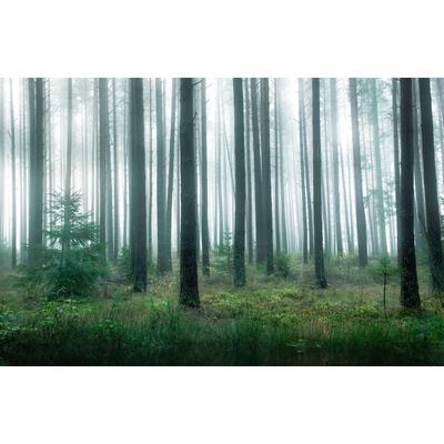 Fototapete PAPERMOON "Photo-Art CHRISTIAN LINDSTEN, SEE IM WALD", bunt, B:4,5m L:2,8m, Vlies, Tapeten