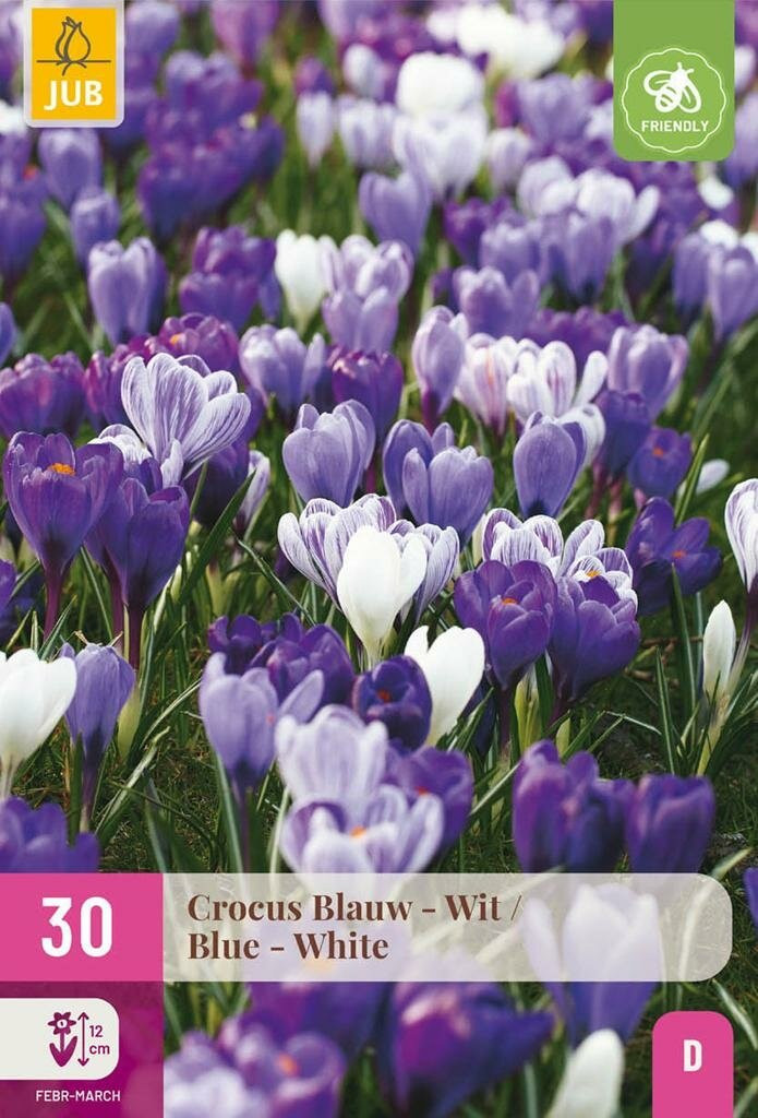 Jub Crocus bollen blauw en wit 30 stuks