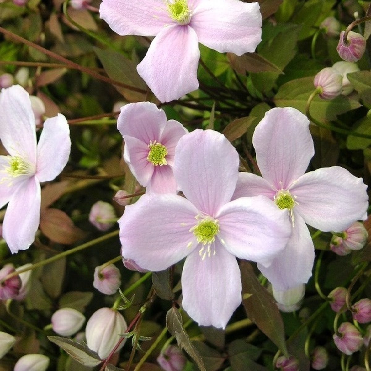 Bosrank Clematis montana Mayleen 50-60 cm