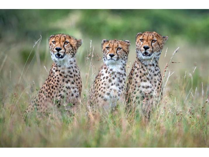 Fototapete PAPERMOON Photo-Art XAVIER ORTEGA, CHEETAH CUBS , bunt, B:1,5m L:1,11m, Vlies, Tapeten, Fototapete