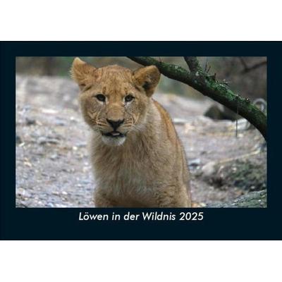 Löwen in der Wildnis 2025 Fotokalender DIN A5