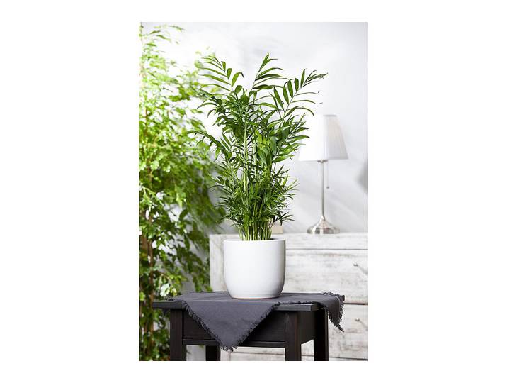 Qualité & Prix Mexikanische Bergpalme Chamaedorea Elegans ⌀ 12 cm