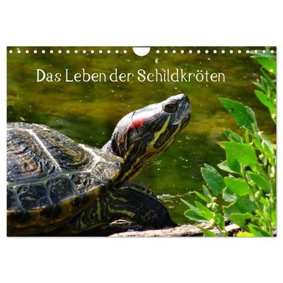 Das Leben der Schildkröten (Wandkalender 2027 DIN A4 quer), CALVENDO Monatskalender
