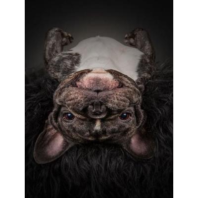 CALVENDO Puzzle Henry | 1000 Teile Lege-Größe 64x48cm Foto-Puzzle für glückliche Stunden