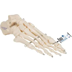 Fußskelett Model, auf Draht gezogen - 3B Smart Anatomy