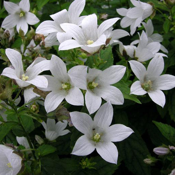 6 x Campanula carpatica Weisse Clips witte klokkenbloem in pot van 9x9 cm van Arborix