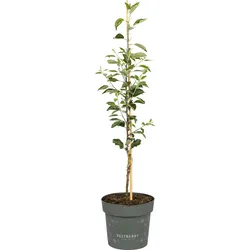 Sallys Backapfel Asuka 100-120 cm