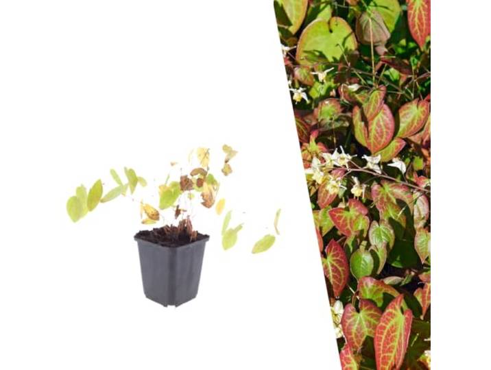 Plants by Frank Epimedium Youngianum Niveum, 48x Elfenblume, Ø 9 cm Weiße Elfenblume Pflanzen, Bodendecker Winterhart Mehrjährig, Stauden, Gartenpflanzen, Topf 9 cm, Höhe: 15 cm
