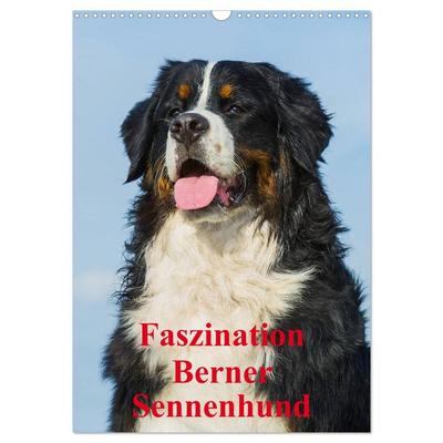 Faszination Berner Sennenhund (Wandkalender 2026 DIN A3 hoch), CALVENDO Monatskalender