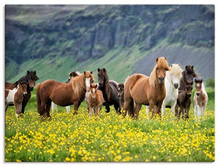 ARTLAND Wanddeko Leinwand Bilder Wandbild 80x60 cm Pferd Wildpferde Herde Isländer Island Tiere Natur Landschaft Blumen T1SL