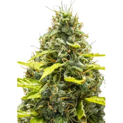 Royal Queen Seeds Royal Runtz Auto 1 Samen - 1