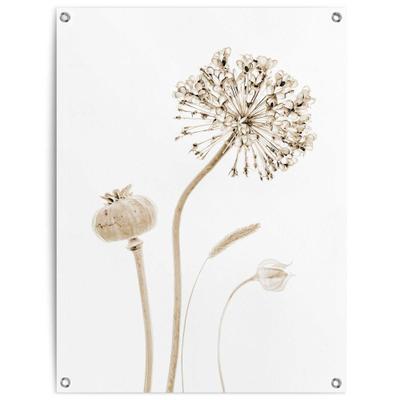 Poster REINDERS "Trockenblumen", beige (farbe bild(er): beige), B:60cm H:80cm T:0,1cm, Leinwand, Bilder, Poster, Outdoor für Garten oder Balkon
