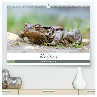 Kröten auf Wanderschaft (hochwertiger Premium Wandkalender 2026 DIN A2 quer), Kunstdruck in Hochglanz