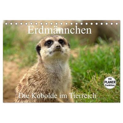 Erdmännchen - Die Kobolde im Tierreich (Tischkalender 2027 DIN A5 quer), CALVENDO Monatskalender