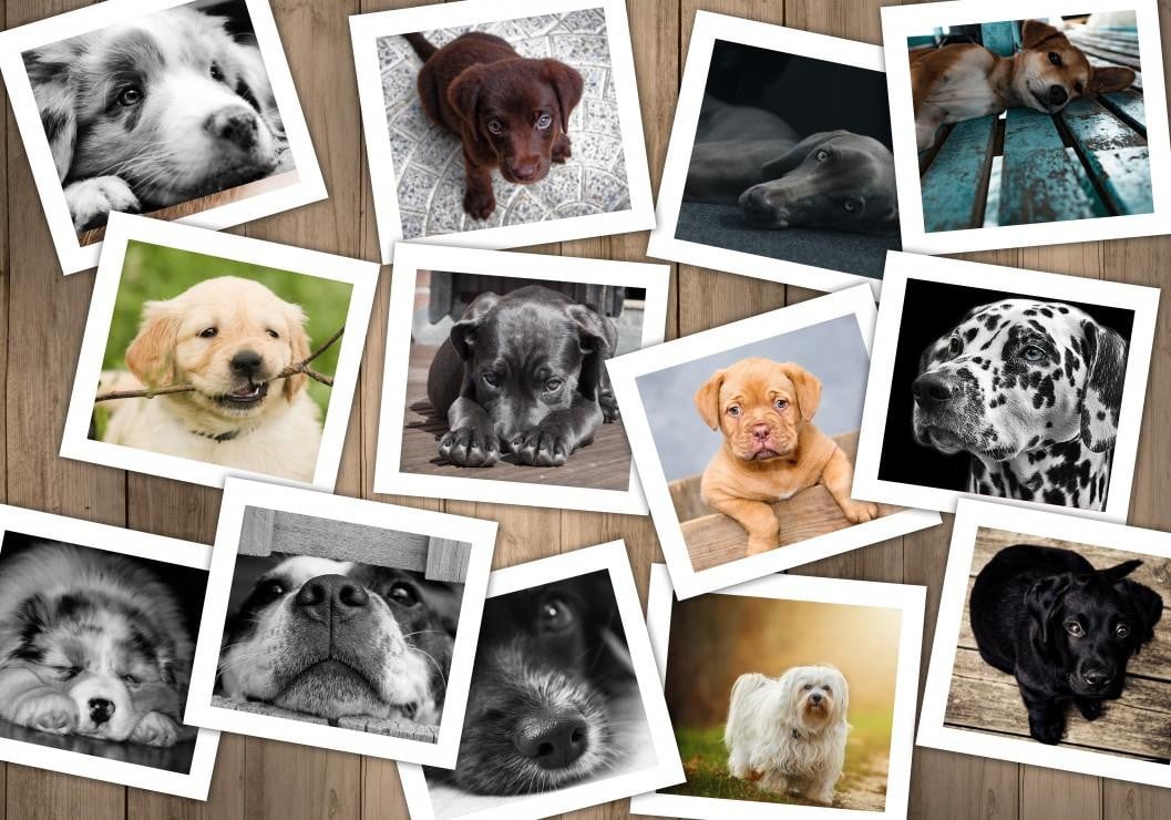Grafika Puzzel Honden - 1000 stukjes