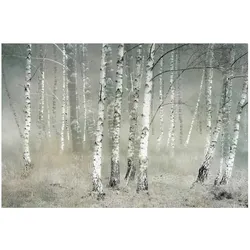 FOTOTAPETE Ruhender Birkenwald 432/290 cm