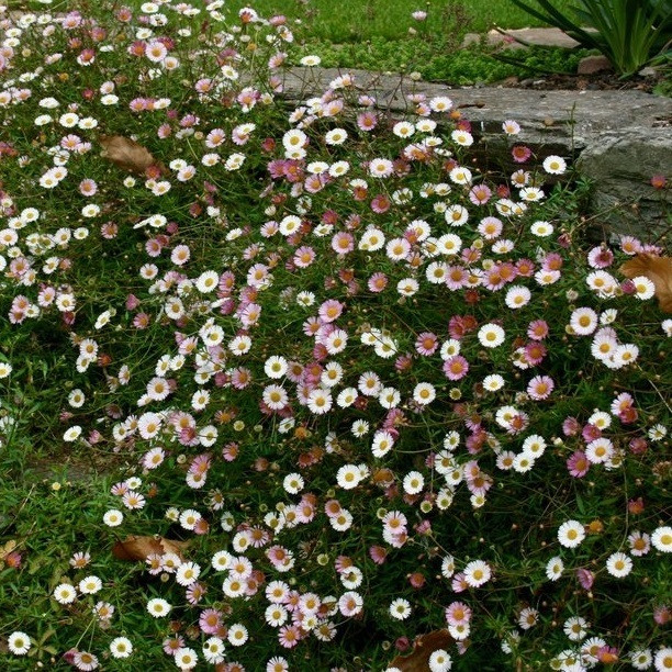 6 x Spaanse boterbloem Erigeron karvinskianus in pot van 9x9 cm van Arborix