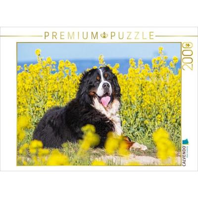 CALVENDO Puzzle Berner Sennenhund auf dem Weg durch die Rapsfelder | 2000 Teile Lege-Größe 90x67cm Foto-Puzzle für glückliche Stunden
