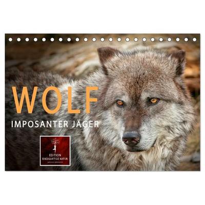 Wolf - Imposanter Jäger (Tischkalender 2026 DIN A5 quer), CALVENDO Monatskalender