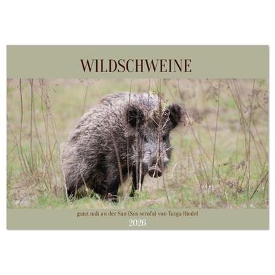 Wildschweine ganz nah an der Sau (Sus scrofa) von Tanja Riedel (Tischkalender 2026 DIN A5 quer), CALVENDO Monatskalender