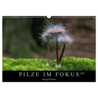 PILZE IM FOKUS 2027 (Wandkalender 2027 DIN A3 quer), CALVENDO Monatskalender