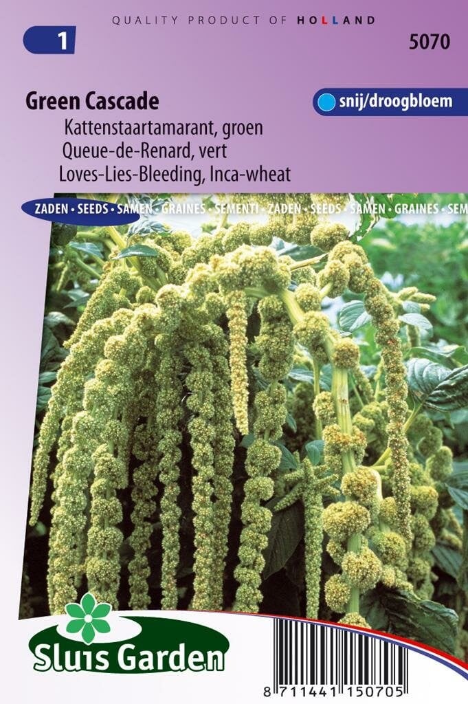 Sluis Garden Kattenstaartamarant Green Cascade Amaranthus Caudatus zaad voor de siertuin