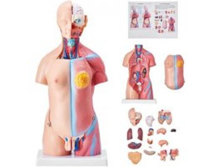 VEVOR Model van het menselijk lichaam, 23 delen, 455 mm, Anatomiemodel van de menselijke torso, unisex anatomisch skeletmodel met uitneembare organen, educatief hulpmiddel voor studenten, demonstratie van het onderwijs
