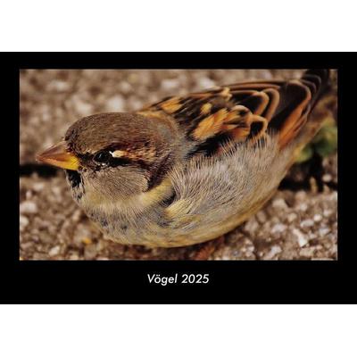 Vögel 2025 Fotokalender DIN A3
