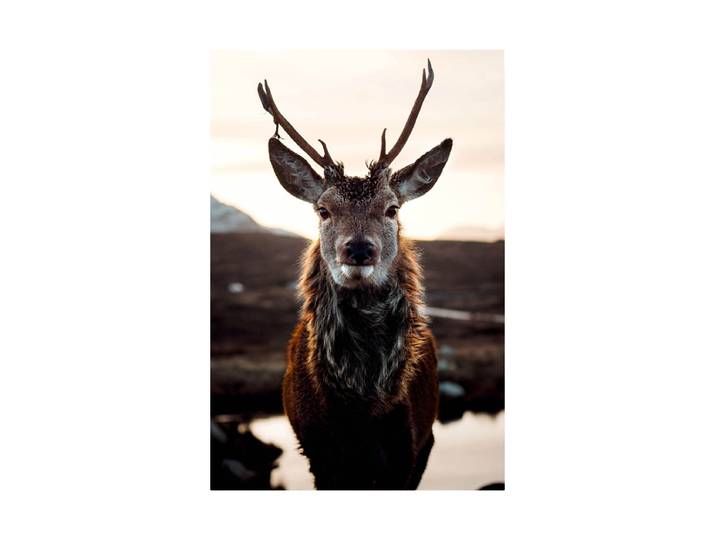 Glasbild „Rentier in der Tundra“ 80 x 120 cm Multicolor Crea Collection