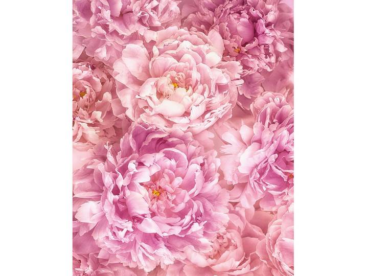 Komar Vliestapete, Rosa, Floral, 200x250 cm, Tapeten & Wandverkleidungen, Vliestapeten