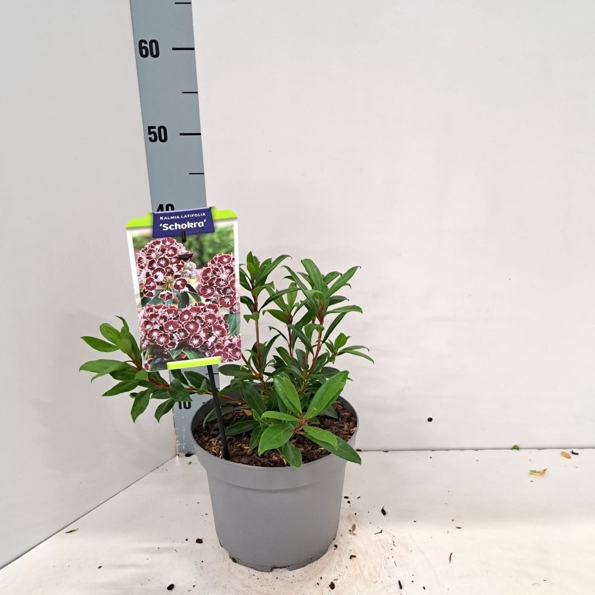 Kalmia lat. 'Schokra' Berglaurier in pot
