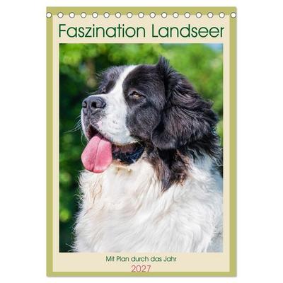 Faszination Landseer - Mit Plan durch das Jahr (Tischkalender 2027 DIN A5 hoch), CALVENDO Monatskalender
