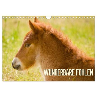 Wunderbare Fohlen (Wandkalender 2027 DIN A4 quer), CALVENDO Monatskalender