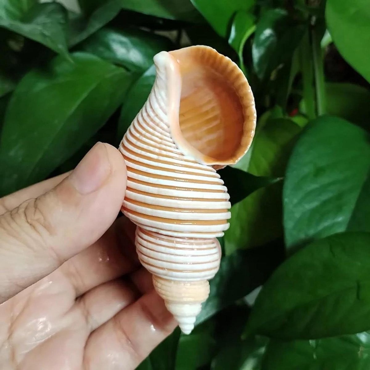 Vietnam Spindel Shell Aancistrolepsis Vietnamensis Conch - Decoratieve Schelp voor Home Office of Bruiloftstafel - 7-8 cm
