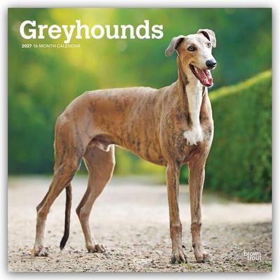 Greyhounds – Windhunde 2027 – 16-Monatskalender