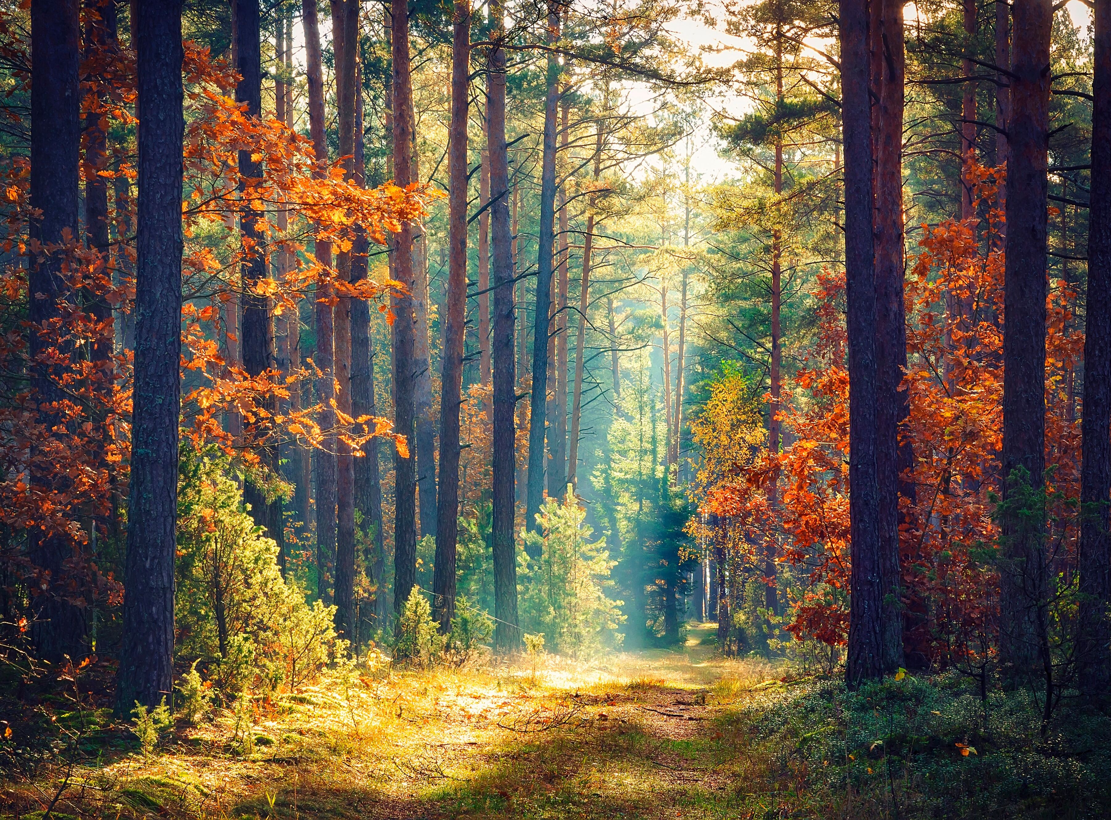 Fototapete PAPERMOON "Autumn Forest Sun Rays", bunt, B:1,5m L:1,11m, Vlies, Tapeten, Fototapete bunt B/L: 1,5m x 1,11m, Bahnen: 7 Stk.