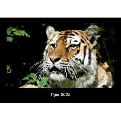 Tiger 2025 Fotokalender DIN A3