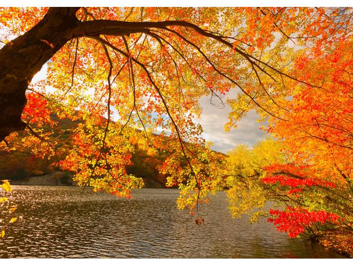 Fototapete PAPERMOON Autumn Scenery , bunt, B:1,5m L:1,11m, Vlies, Tapeten, Fototapete