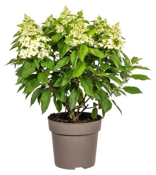 Junavera Hydrangea paniculata pluimhortensia met licht roze bloempluimen, 17 cm pot