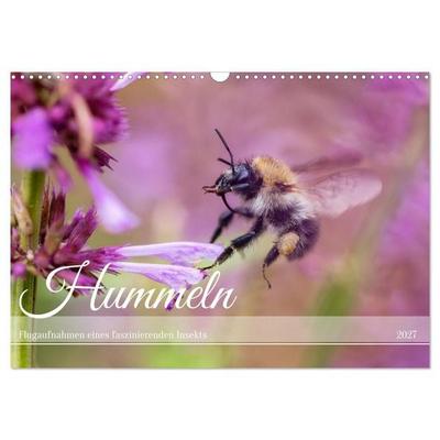 Hummeln - Flugaufnahmen eines faszinierenden Insekts (Wandkalender 2027 DIN A3 quer), CALVENDO Monatskalender