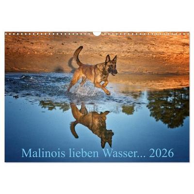 Malinois lieben Wasser (Wandkalender 2026 DIN A3 quer), CALVENDO Monatskalender