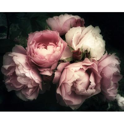 Fototapete PAPERMOON "Blumen", bunt, B:2,5m L:1,86m, Vlies, Tapeten