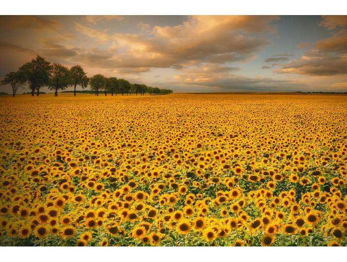 Fototapete PAPERMOON Photo-Art PIOTR KROL (BAX), SONNENBLUMEN , bunt, B:1,5m L:1,11m, Vlies, Tapeten, Fototapete